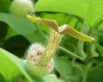 Birthworts (Aristolochiaceae) care guide
