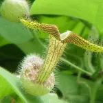 Birthworts (Aristolochiaceae) – characteristic appearance, plant photo