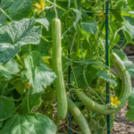 Arménska uhorka (Cucumis melo Flexuosus Group) – fotografia rastliny