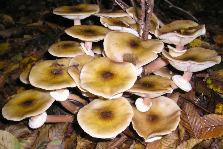 Armillaria Root Rot (Honey Fungus)