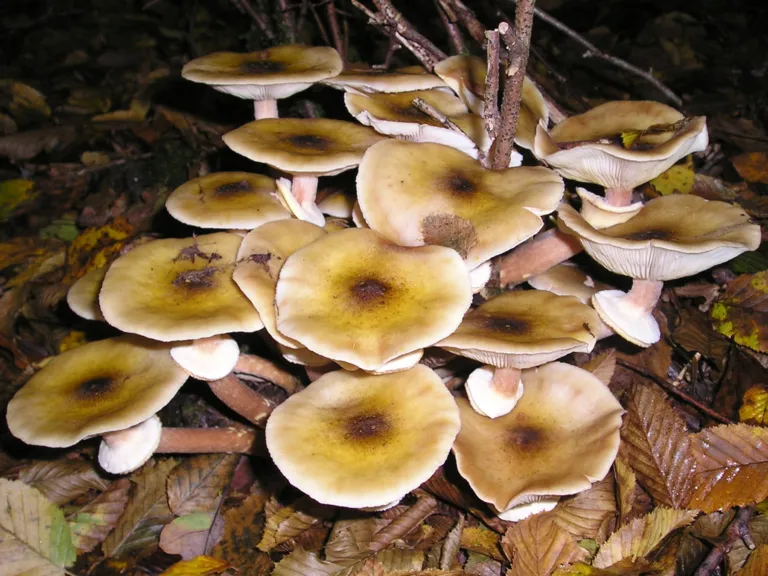 Armillaria Root Rot (Honey Fungus) – diagnostic photo