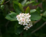 Schwarze Apfelbeere (Aronia melanocarpa) – Pflege