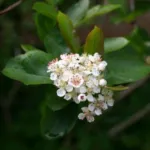black chokeberry (Aronia melanocarpa) – flowers in close-up, plant photo