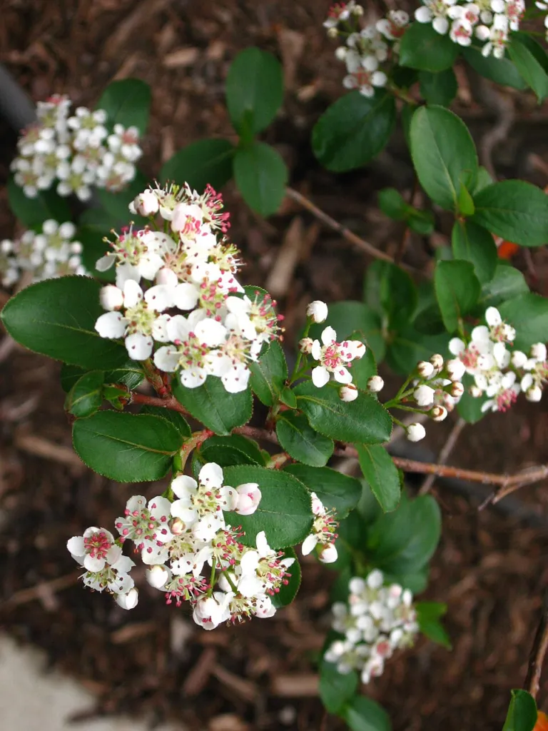 black chokeberry (Aronia melanocarpa) – flowers in close-up, plant photo