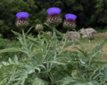 Artičoka kardová (Cynara cardunculus) – pestovanie a starostlivosť