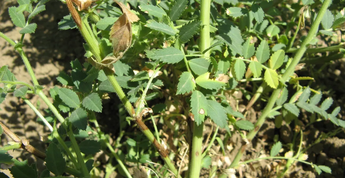 Ascochyta blight of chickpea