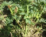 Ascochyta blight of chickpea