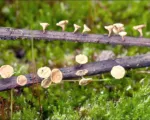 Ash dieback