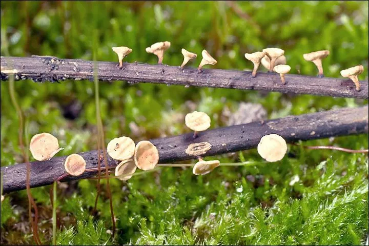 Ash dieback