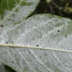Ash Powdery Mildew