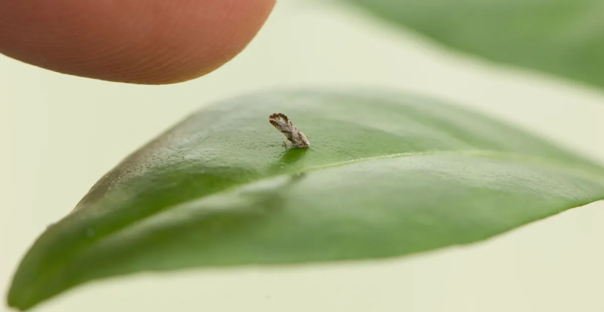 Asian Citrus Psyllid