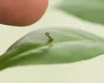 Asian Citrus Psyllid