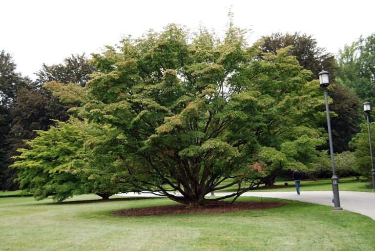 Cornus kousa