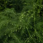 Asparagus (Asparagus officinalis) – plant photo