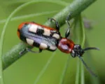 Asparagus Beetle