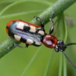 Asparagus Beetle