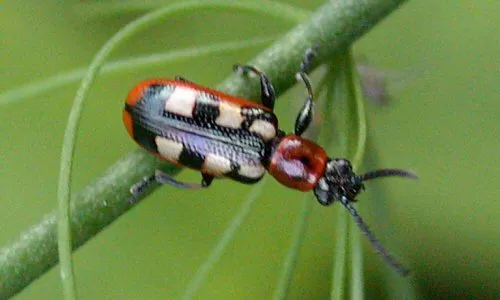 Asparagus Beetle