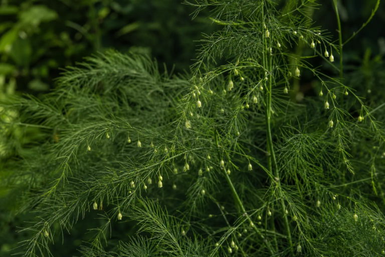Asparagus officinalis
