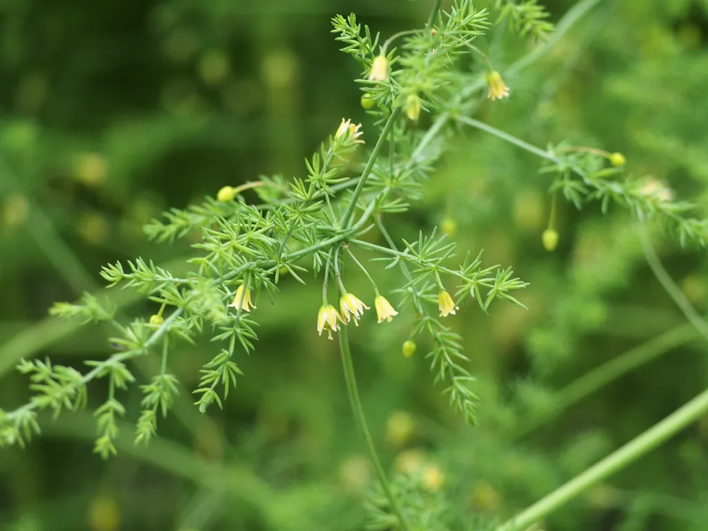 asparágus lekársky (Asparagus officinalis) – v záhrade, fotografia rastliny
