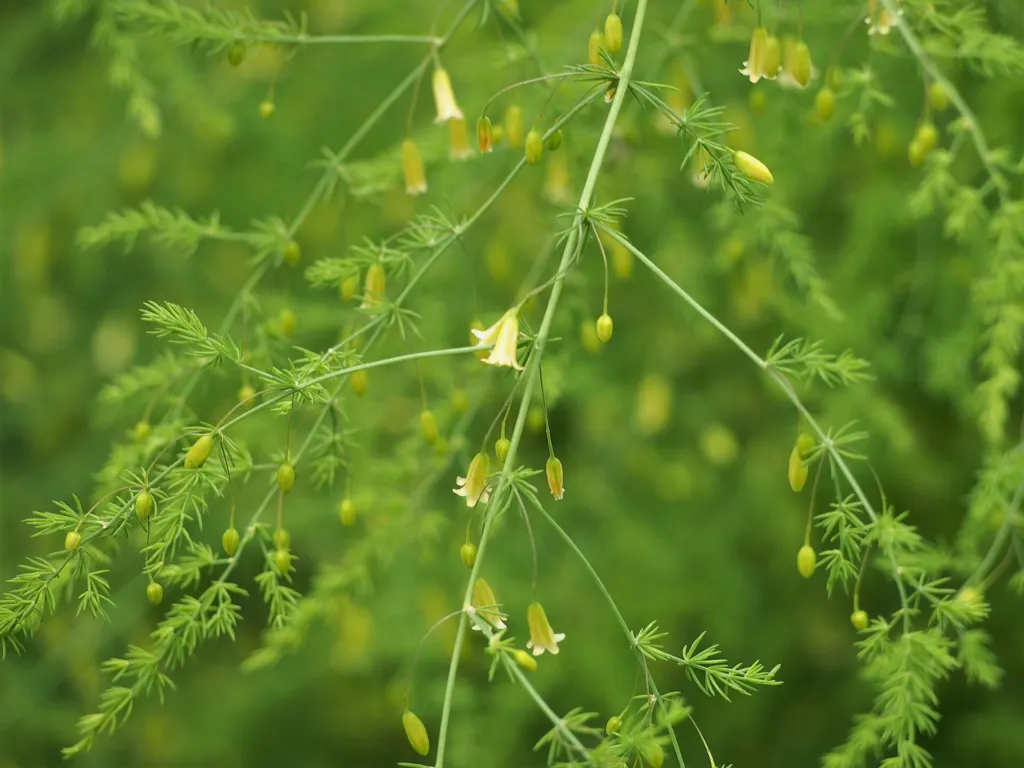 asparágus lekársky (Asparagus officinalis) – v záhrade, fotografia rastliny