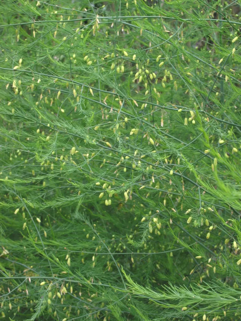 asparágus lekársky (Asparagus officinalis) – typický vzhľad, fotografia rastliny
