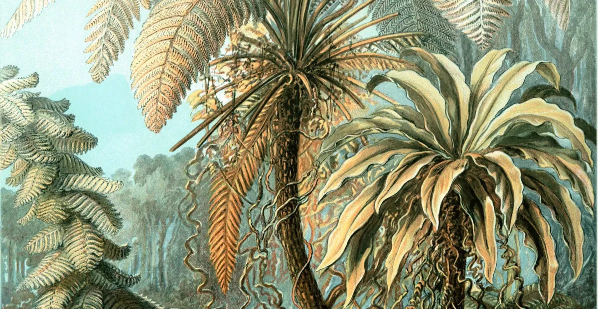 Nestfarn (Asplenium nidus) – Pflanzenfoto