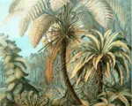 Nestfarn (Asplenium nidus) – Pflege