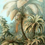 Bird's Nest Fern (Asplenium nidus) – characteristic appearance, plant photo