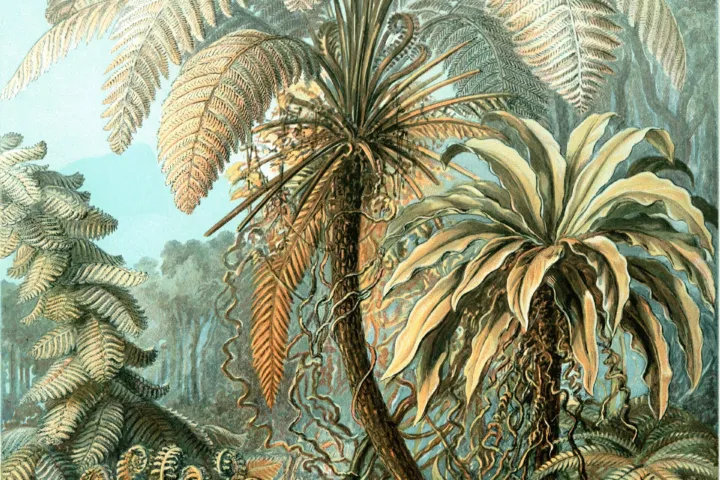 Asplenium nidus
