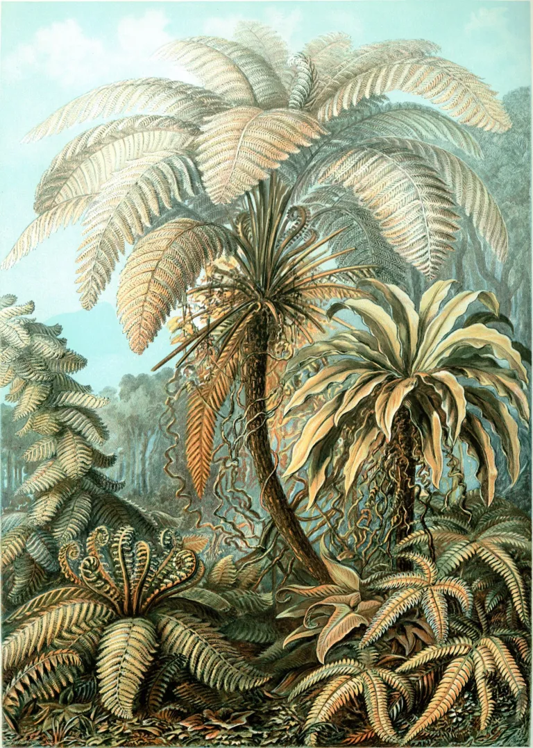 Asplenium nidus