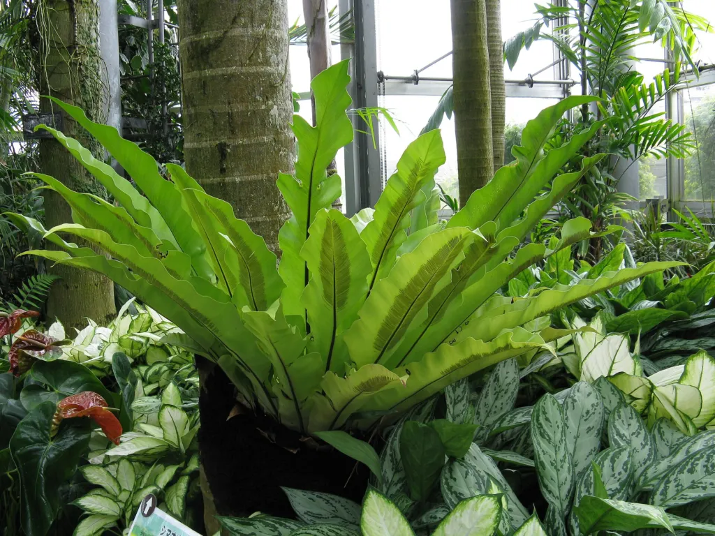 Nestfarn (Asplenium nidus) – typisches Erscheinungsbild, Pflanzenfoto