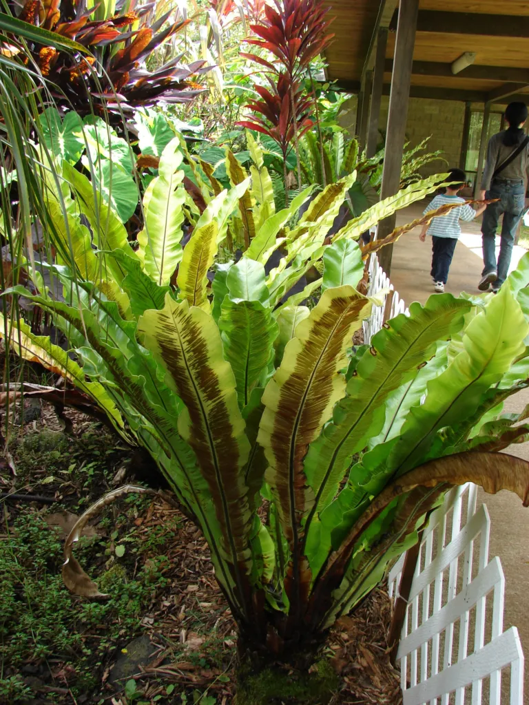 Nestfarn (Asplenium nidus) – im Garten, Pflanzenfoto