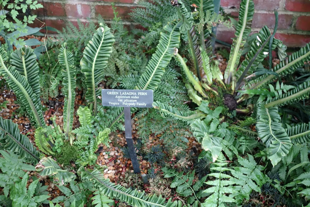 Nestfarn (Asplenium nidus) – natürliche Wuchsform, Pflanzenfoto