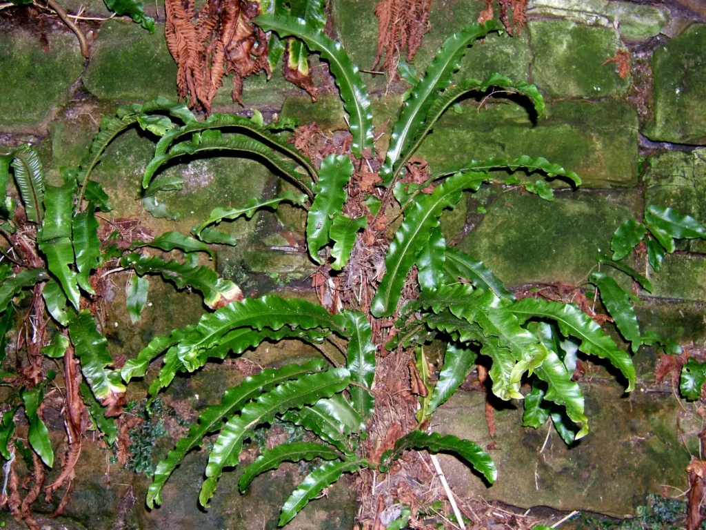 Hart's-tongue fern (Asplenium scolopendrium) – plant photo