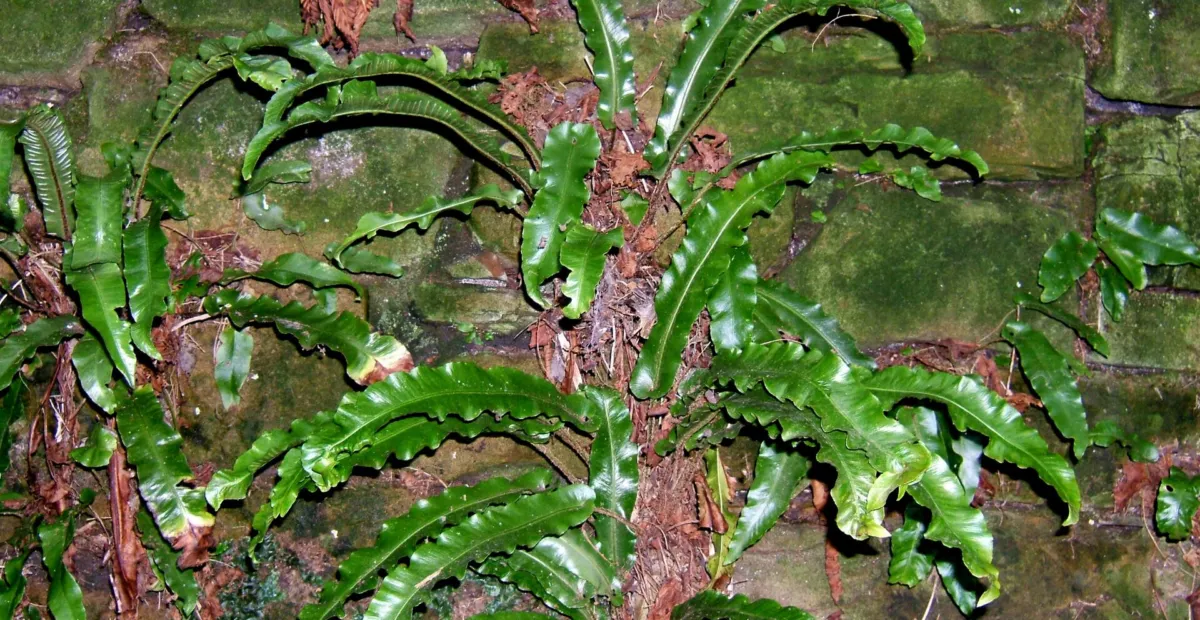 Hart's-tongue fern (Asplenium scolopendrium) – plant photo