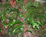 Hart’s-tongue fern (Asplenium scolopendrium) care guide