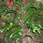 Hart's-tongue fern (Asplenium scolopendrium) – characteristic appearance, plant photo