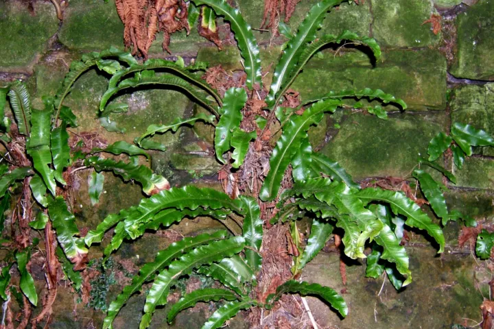 Asplenium scolopendrium