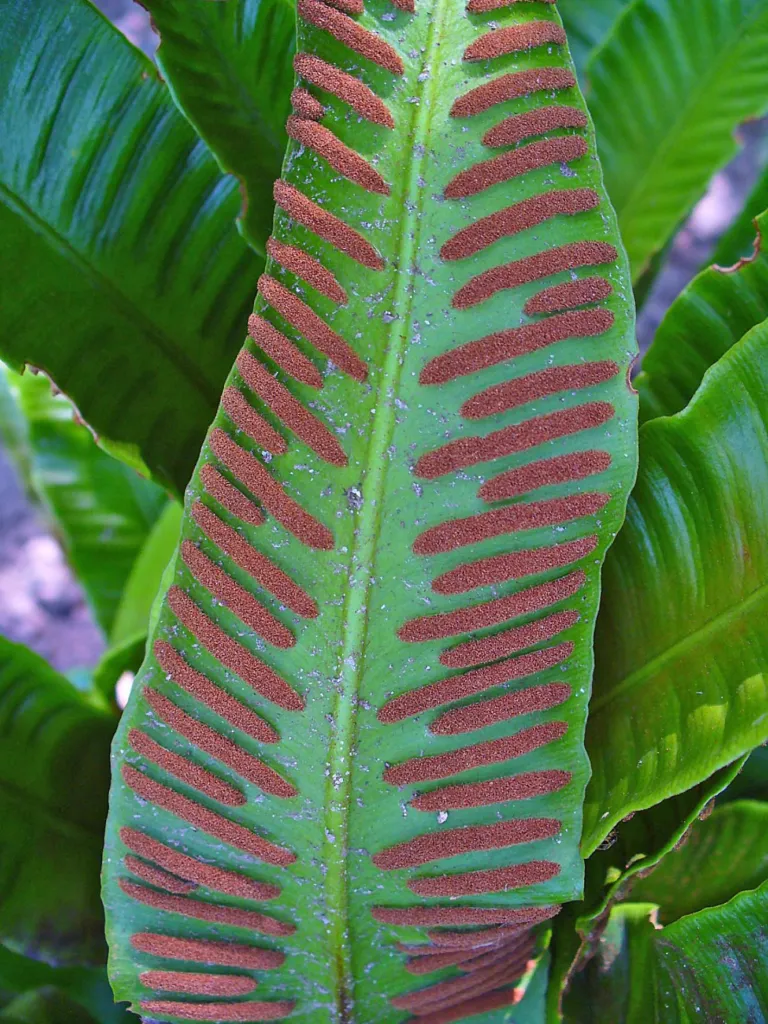 Hart's-tongue fern (Asplenium scolopendrium) – characteristic appearance, plant photo