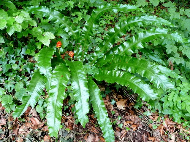 Hart's-tongue fern (Asplenium scolopendrium) – bark and shoots, plant photo