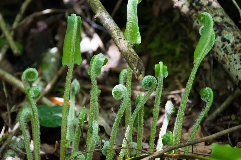 Hart's-tongue fern (Asplenium scolopendrium) – characteristic appearance, plant photo