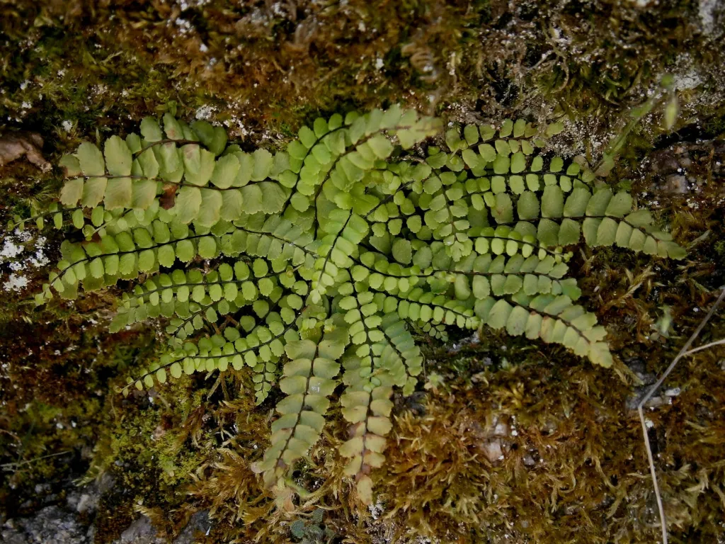zanokcica skalna (Asplenium trichomanes) – characteristic appearance, plant photo