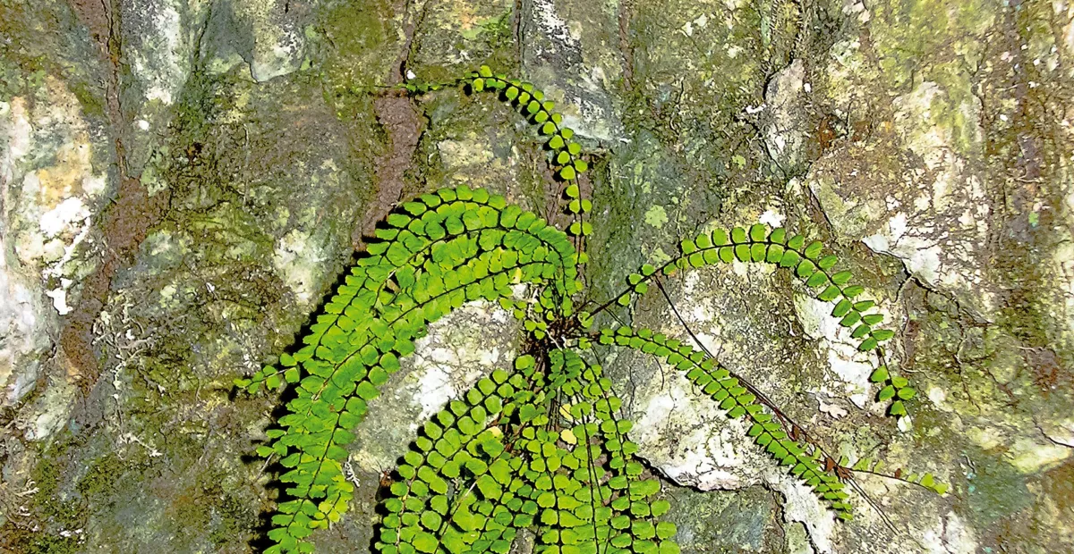 maidenhair spleenwort (Asplenium trichomanes) – plant photo