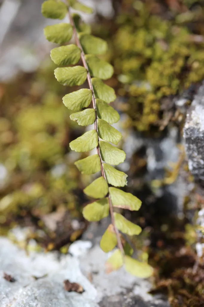 zanokcica skalna (Asplenium trichomanes) – characteristic appearance, plant photo