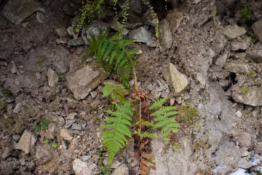 zanokcica skalna (Asplenium trichomanes) – characteristic appearance, plant photo