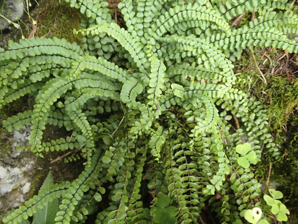 zanokcica skalna (Asplenium trichomanes) – characteristic appearance, plant photo