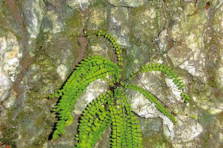Asplenium trichomanes
