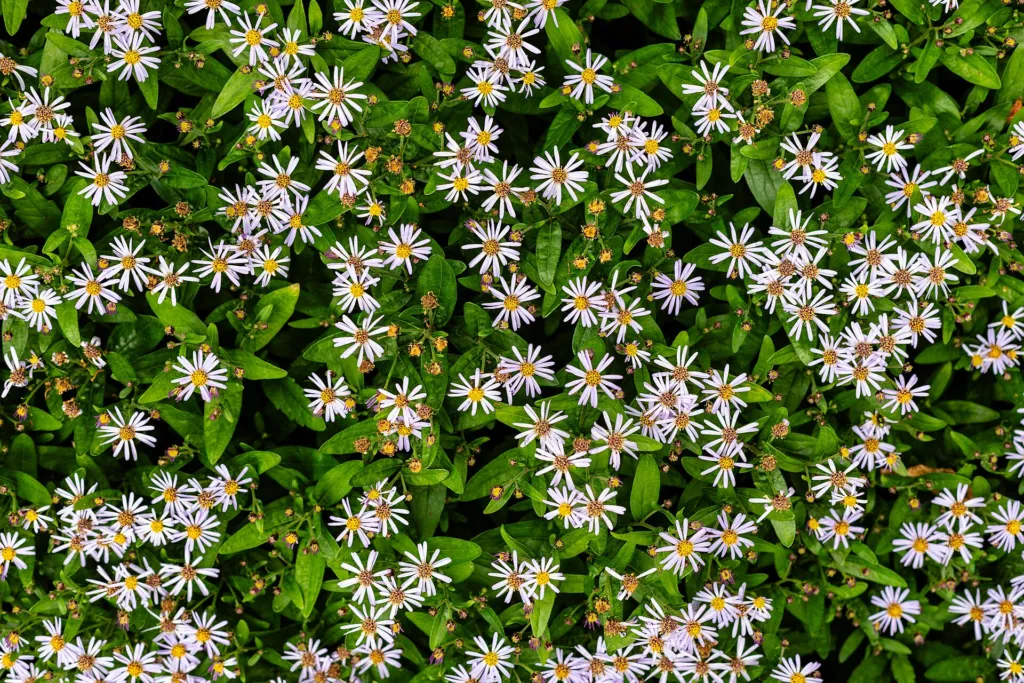 Aster ageratoides care guide (Aster ageratoides) – in its natural habitat, plant photo