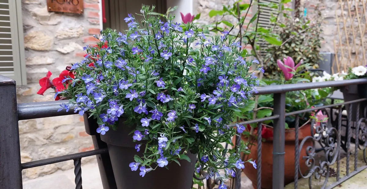 Aster ageratoides – plant photo