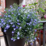 Aster ageratoides care guide (Aster ageratoides) – plant photo